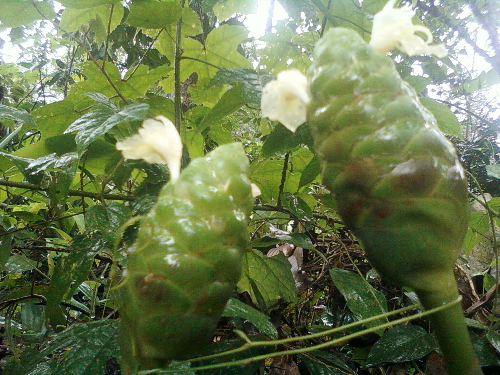 Awapuhi bract close-up
